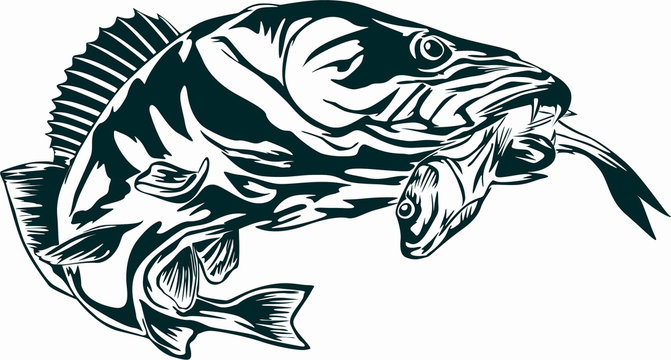 fish vector image
