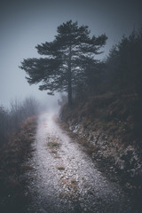 Obraz na płótnie Canvas foggy weather mountain landscape - winter mood - desaturated style image