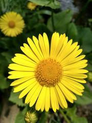 Blume_gelb_nah