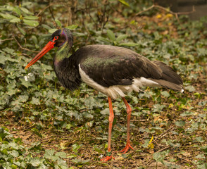 Black stork (Ciconia nigra)_North Rhine-Westphalia, Germany