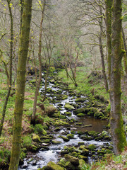 a hillside stream running though moss covered rocks and boulders with surrounding early spring forest landscape in the colden valley in west yorkshire england