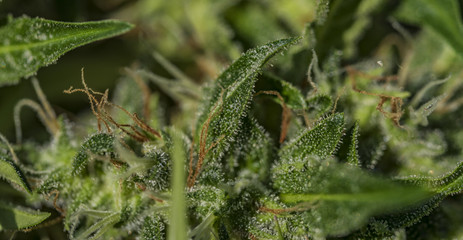 OG kush variety of medical marijuana
