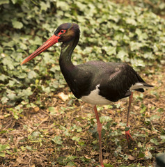 Black stork (Ciconia nigra)_North Rhine-Westphalia, Germany