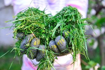 womah with protective gloves holding fresh mowed grass in hands, image