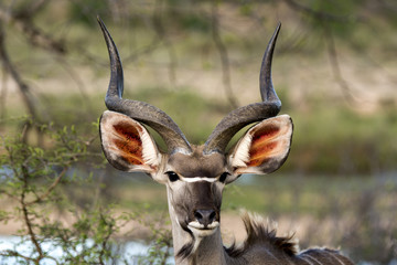 Grand koudou, mâle, Tragelaphus strepsiceros, Afrique du Sud