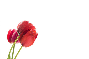 Tulip flowers on white background with space for your text.