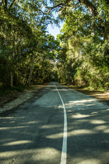 a road thought a tree canopy 