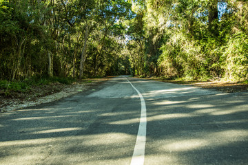 a road thought a tree canopy 