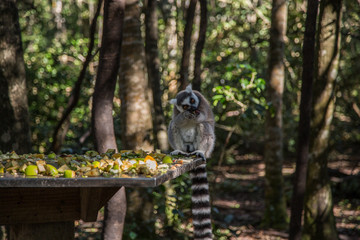 monkey finding some food