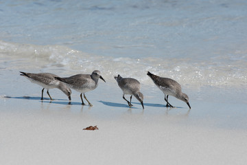 Red Knot 