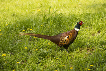 Cock pheasant (Phasianus) _North Rhine-Westphalia, Germany