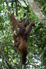 Sumatra Orangutan Mother and Baby