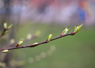 Spring buds and young leafs on a tree branch with blurred background