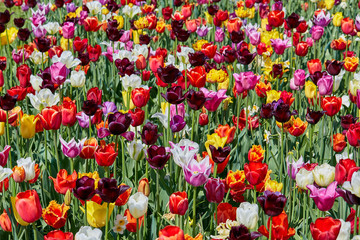 Colorful tulips background. Top view.