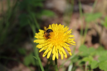 Bee On A Dandelion