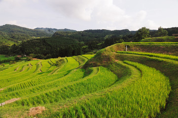 大山千枚田　千葉県鴨川市
