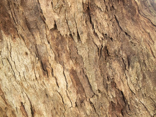 Tree bark texture