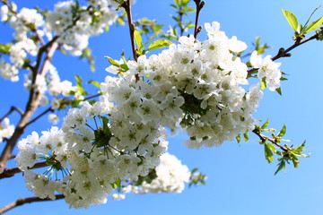 Kirschblüten
