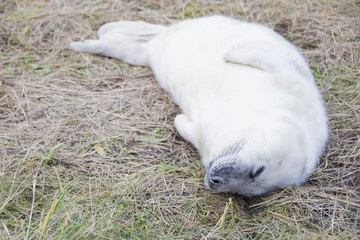 Donna Nook, Lincolnshire, UK – Nov 15: Cute fluffy newborn baby grey seal pup lying on the beach...