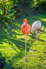 Pink flamingo in the park