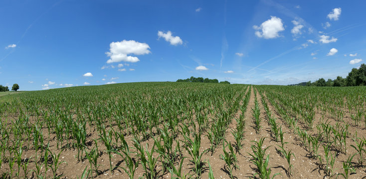 Feld mit jungen Maispflanzen auf einem ansteigenden H&uuml;gel 