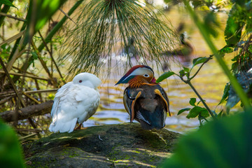 happy ducks by the pond
