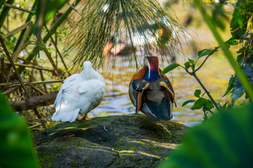 happy ducks by the pond