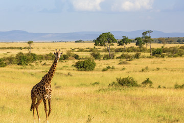 Giraffe standing and looking at the savannah