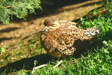 un oedicnème bridé