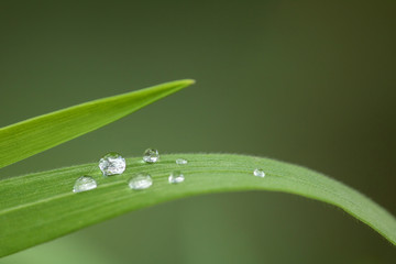 Tautropfen im Gras