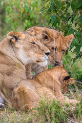 Fototapeta na wymiar Lioness with cubs lying down in the grass