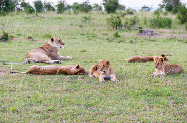 Lioness with her cubs lying and resting in the grass