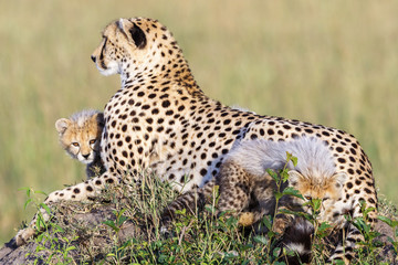 Fototapeta na wymiar Cheetah family on a hill with playing cubs