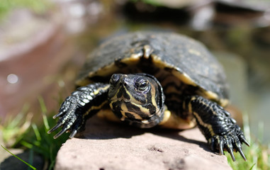 Gelbbauch-Schmuckschildkr&ouml;te