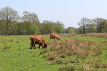 Highland Cattle In A Field