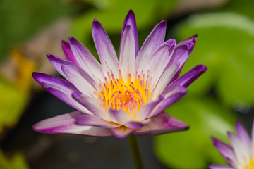 Purple lotus in the basin