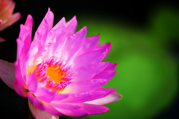 beautiful pink lotus flower(water lily) blossom blooming on pond.