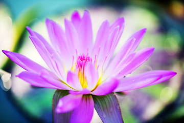 nature floral of beautiful blossom lotus flower background