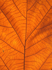 Naklejka na ściany i meble Dry leaf texture for pattern