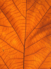 Obraz premium Dry leaf texture for pattern