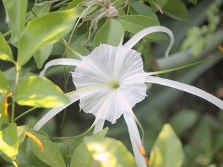 Obraz premium White Spider Lily or Amaryllidaceae Spider Lily