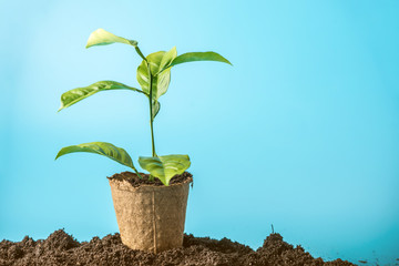 New green Sprout of tree in soil in the peat pot on blue background. The concept of environmental...