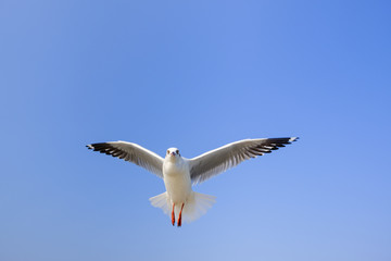 Brown headed gull The Seagull It is different from other seagulls with large white stripes at the base of the wings. The adults have white stripes at the ends of the wings, which are black. Birds are 