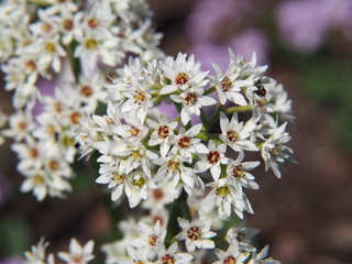 Aceriphyllum rossi - Mukdenia