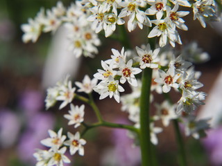 Aceriphyllum rossi - Mukdenia