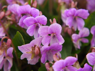 Obraz premium Viola jooi - Transylvanian Violet