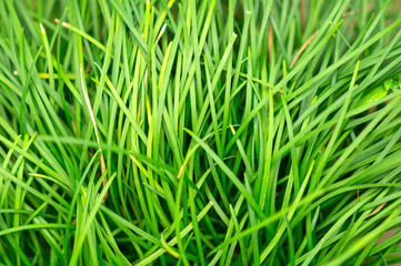 green grass close up as background