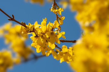 Blüte gelb Forsythie