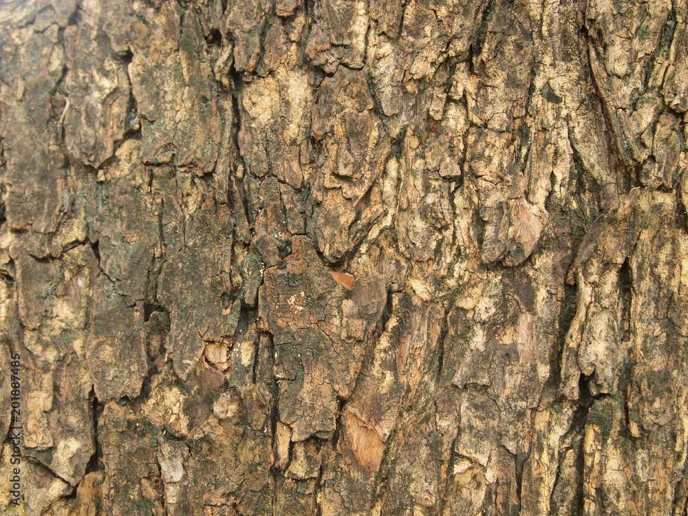 Sticker Tree bark texture