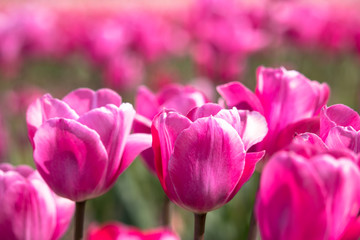 Tulips in Sakura City, Chiba Prefecture, Japan